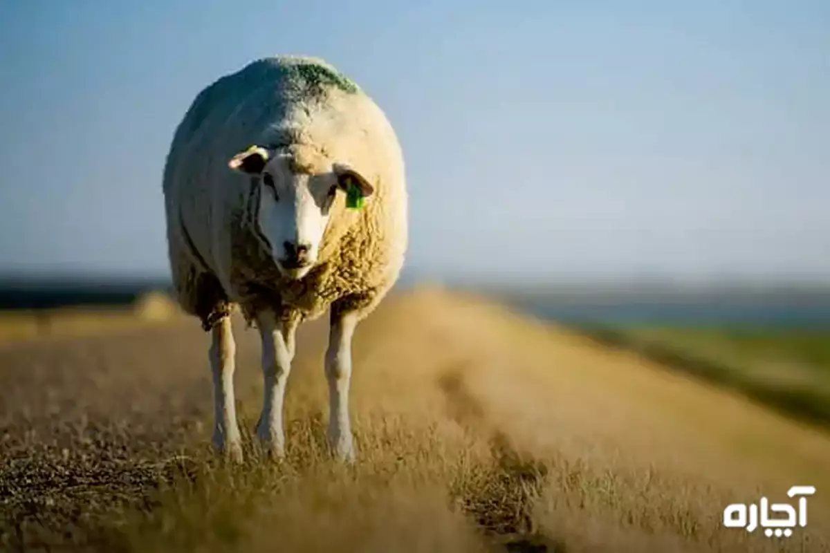 بهترین نژاد گوسفند ایرانی