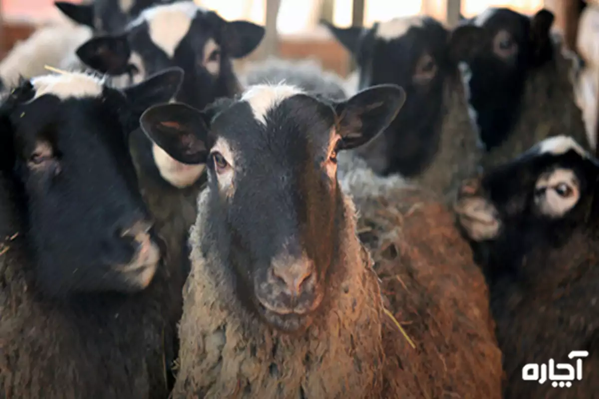 بهترین نژادهای گوسفند شیری ایرانی | نژادهای گوسفند ایرانی
