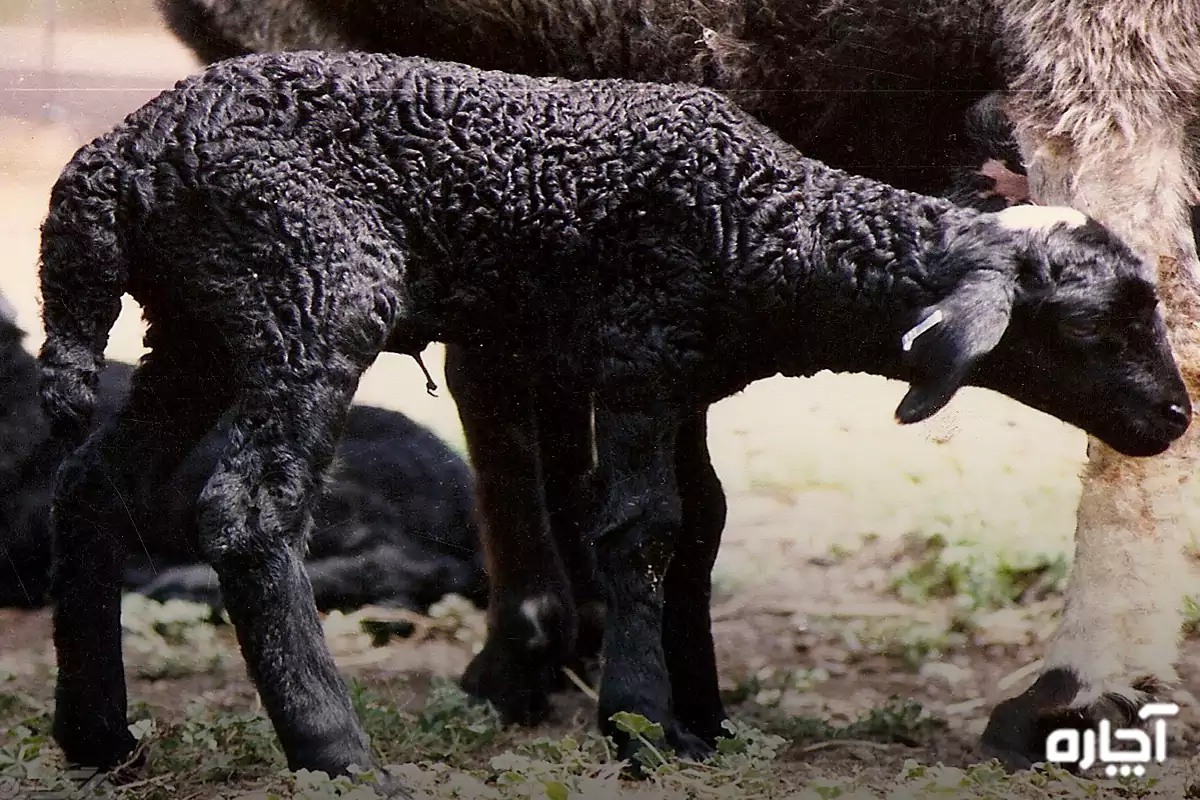 بهترین نژادهای گوسفند چند قلوزا ایرانی