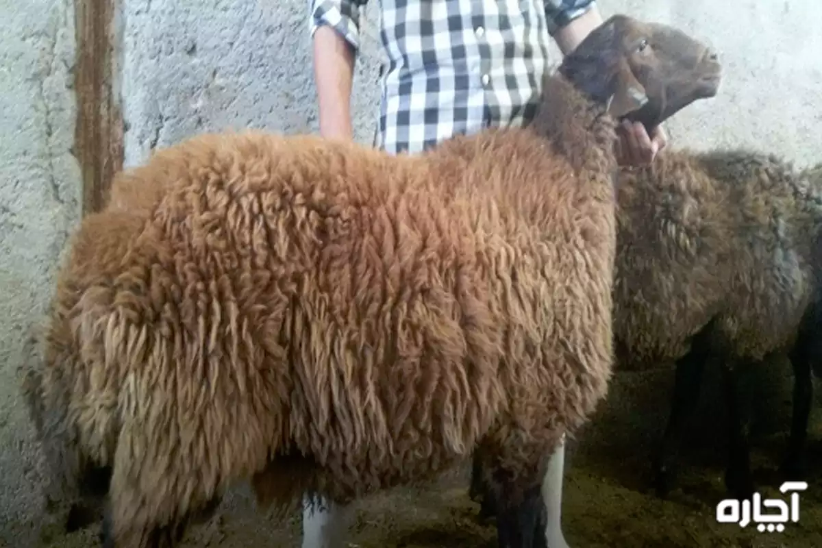 بهترین نژادهای گوسفند گوشتی ایرانی