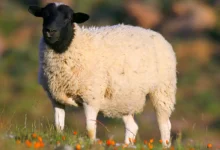 درمان نفخ گوسفند زنده