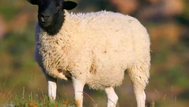 درمان نفخ گوسفند زنده