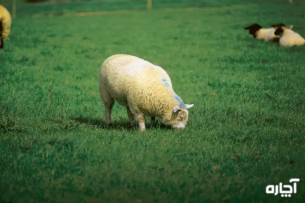 علت های نفخ گوسفندان