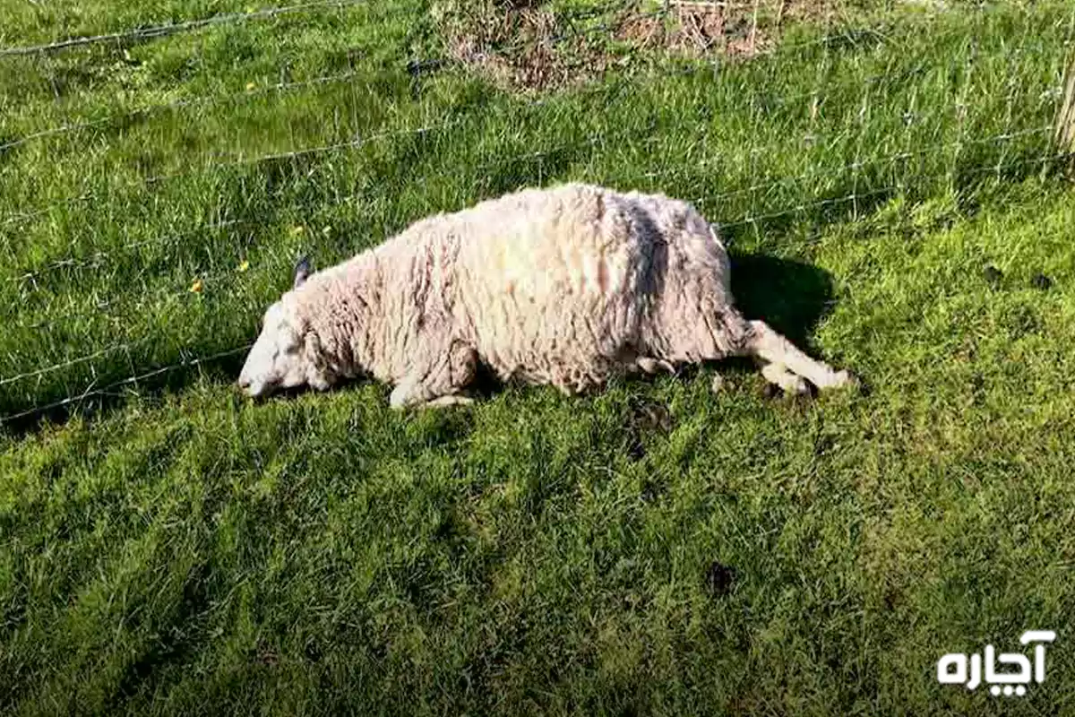 نفخ گوسفند چقدر طول میکشد| درمان نفخ گوسفند زنده