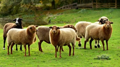 نژادهای گوسفند ایرانی