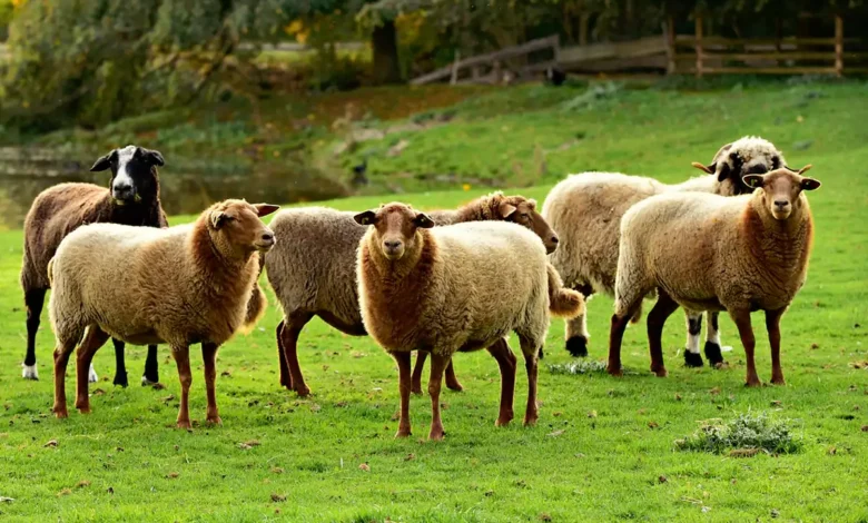 نژادهای گوسفند ایرانی