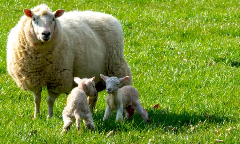 نژادهای گوسفند چندقلوزا